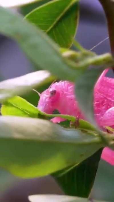 🔥 Katydids; Tettigonia viridissima.