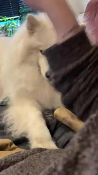 She’s not usually this needy so it had to be captured. Wait for smile…