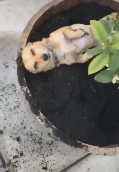 He has done it again.