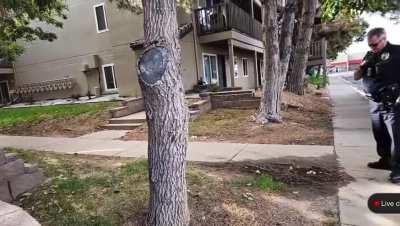 Cop arresting a man who came to meet an underage girl during a live stream