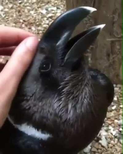 Your spirit animal will have a powerful connection with you. Is yours a rabbit? No? Perhaps a crow. Both?