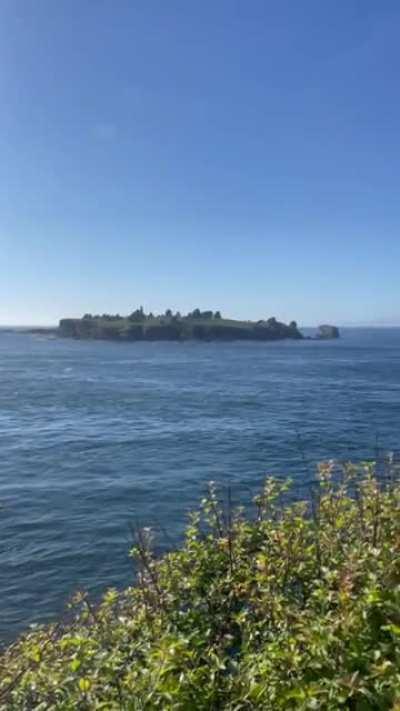 🔥 Neah Bay Washington