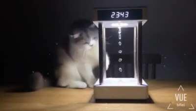 Kitty playing with an anti-gravity hourglass.