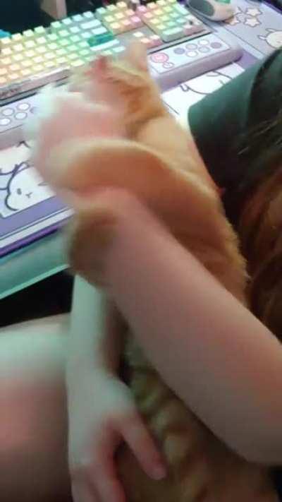 Cheddar likes to suck people's fingers, the little weirdo.