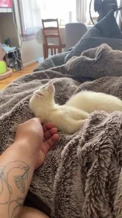 Scritch, scratch, itchy back