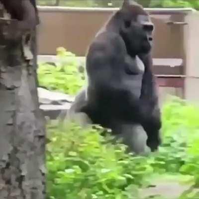 🔥 Gorilla walking upright with his hindlimbs