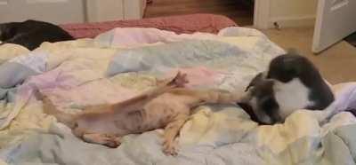 Jack-Jack picks a fight