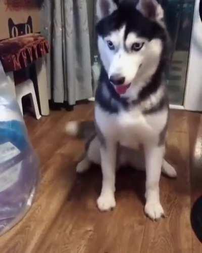 Husky doesn’t quite have a grasp on “shake”