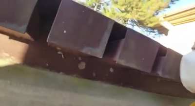 Oh deer… what have we got ourselves into?