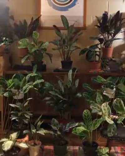 🔥 Plants are alive.