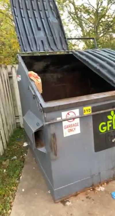 Working in the middle of the woods allows me to be a raccoon savior most mornings :)