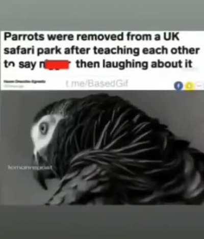 Racist Birds ?
