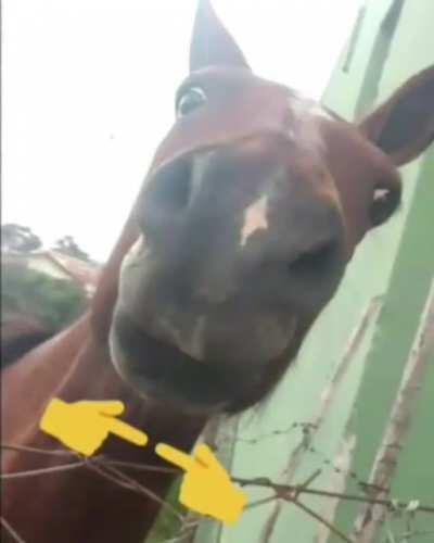 Hello cavalo 😳