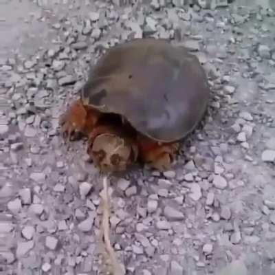 Bad turtle