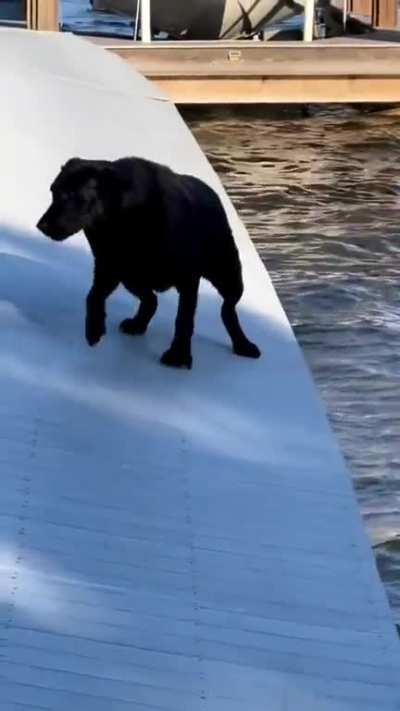 Doggo almost made it