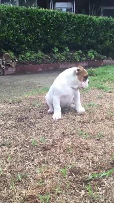 Puppy experiencing rain for the very first time