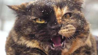 Angry wild cat with snow in hair.