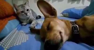 Dog is sleeping peacefully until the cat