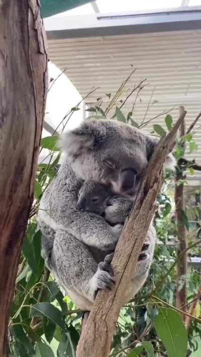 Koala and her baby 😍
