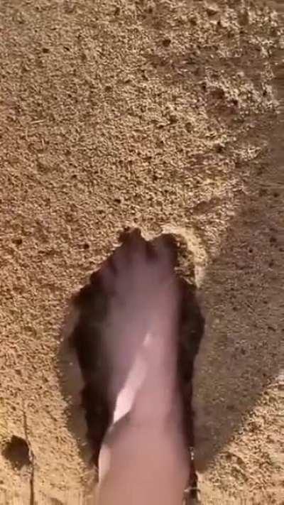Sticking your foot in an anthill