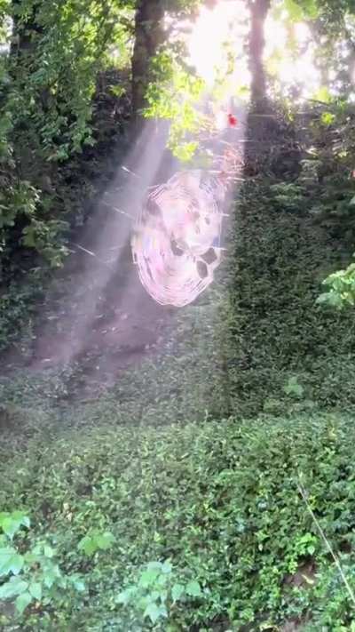 🔥 These beautiful spider webs caught in the perfect ray of light