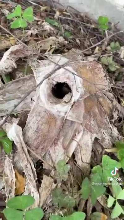 🐸 New Neighbor 🐸