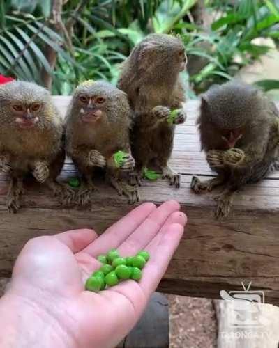 Most primates have flat nails and opposable thumbs for grasping objects. Pygmy marmoset fingernails are like claws to help them climb tree trunks and they do not have opposable thumbs.