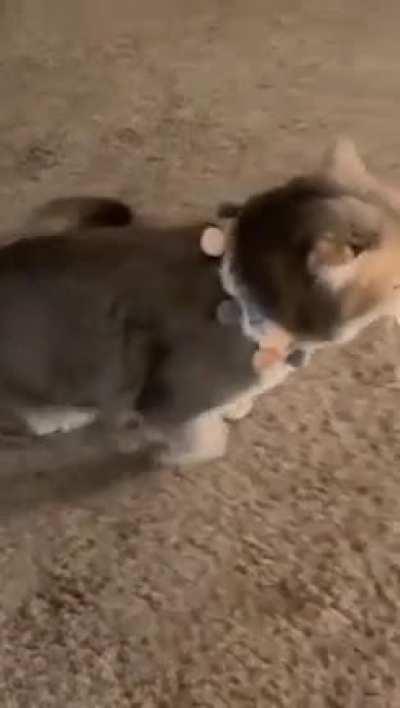 The backout has begun.