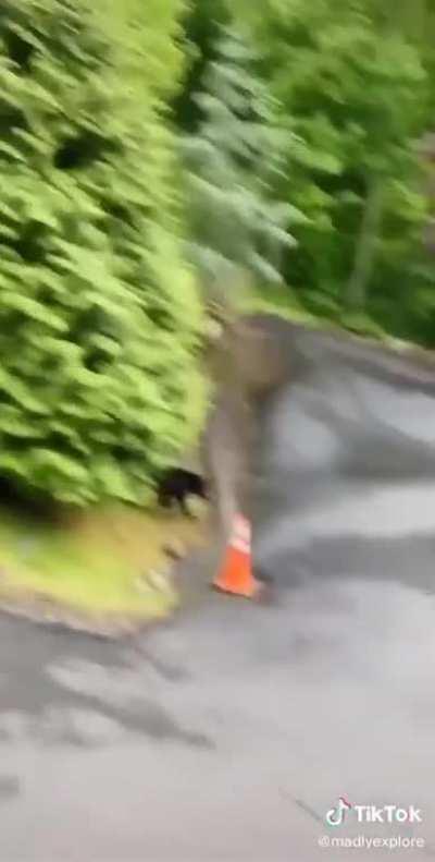 Free car and big scream