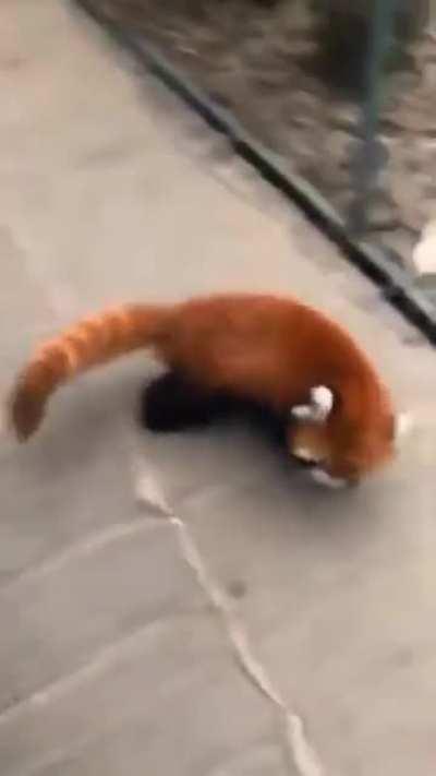 to look more intimidating.