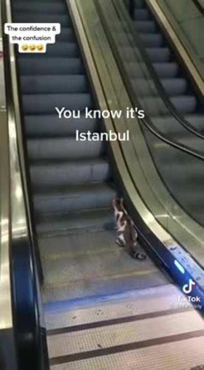 Cats in Istanbul as usual!