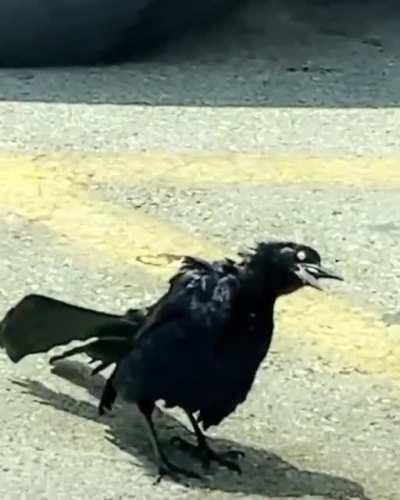When birds start doing crack