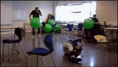 Hey, Lets Run Into Each Other Using Exercise Balls...