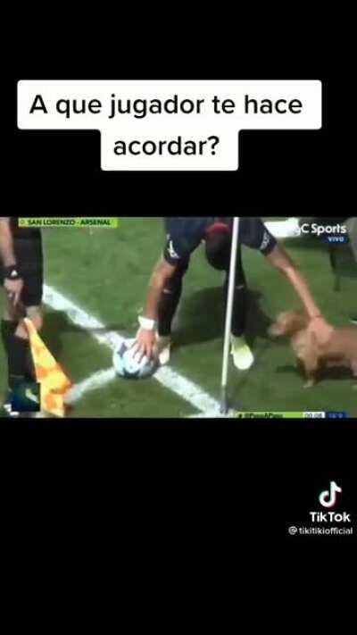 Perro jugador