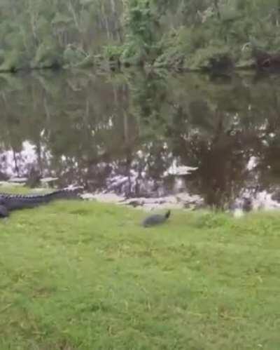 Ever see a gator die inside?