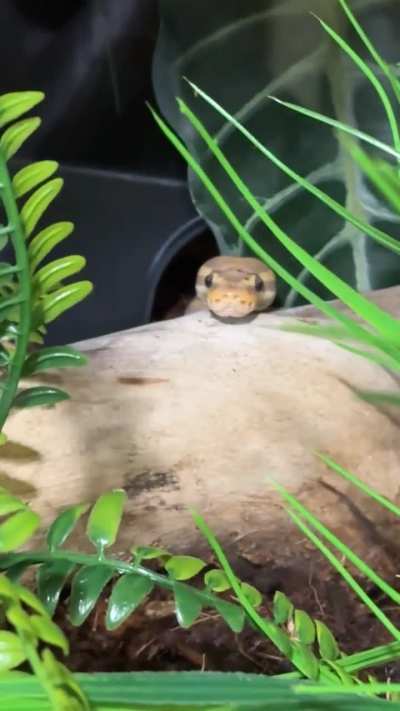 Jericho being the cutest thing EVER.