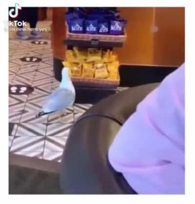 If Jack was a seagull