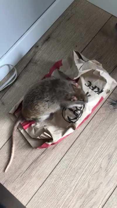 Having fun in KFC pack