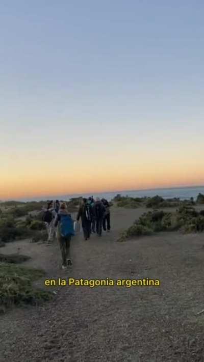Orcas en Punta Norte, Chubut.
