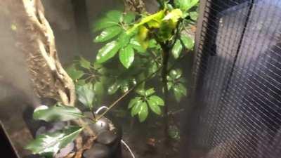 Update on the skink mansion now that the plants are established. Featuring Beans and Loaf