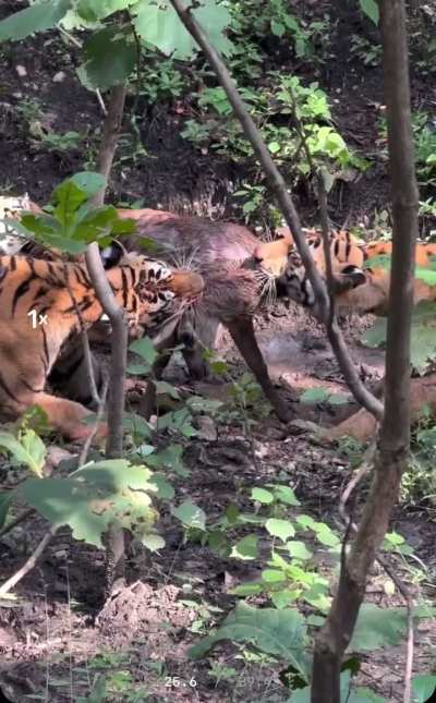 Three Tiger cubs squabble over an unfortunate Sambar fawn in tug-of-war.