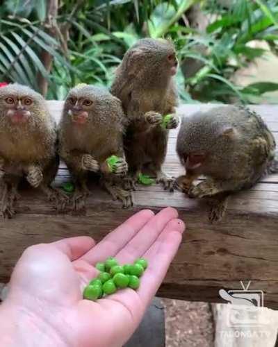 The pygmy marmoset is smallest marmoset and the smallest monkey. Its length is 4.6 to 6.2 inches and it weighs 3 to 5 ounces. Its tail length is 6.8 to 9 inches,about twice its body length. Marmosets are often used for research on human aging and disease 