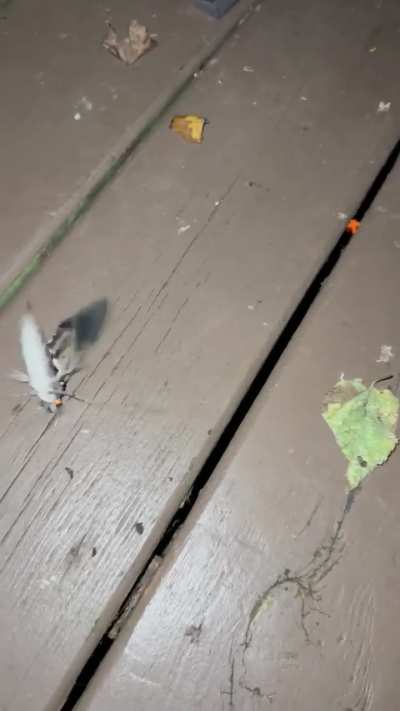 Is this a lantern fly?