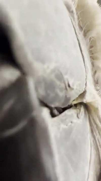 Mlem Part 2: The Mlemening