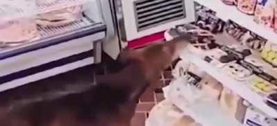 Capitán Bermúdez: Firulais se robó una pastafrola y se la comió en la puerta del local