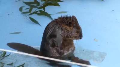 Baby beaver cleaning his tummy