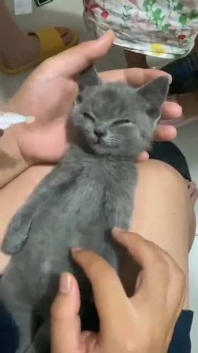 StArVeD kItTeN bReAtHs It'S lAsT bReAtHs As ReScUeRs AtTeMpT tO fEeD iT