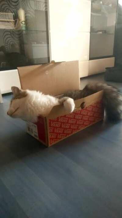 If it fits it sits. And closes the lid