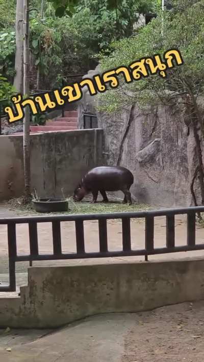 Moo Deng zooming while exploring