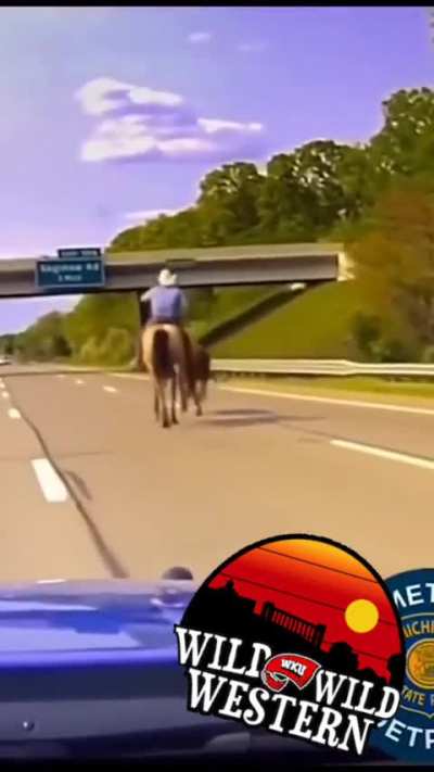 Wrangler on horseback lassoes runaway cow on highway 